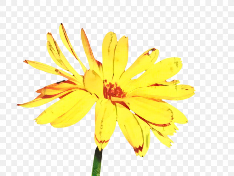 Blossom Flower, PNG, 2308x1732px, Marigold, Bloom, Blossom, Botany, Calendula Download Free