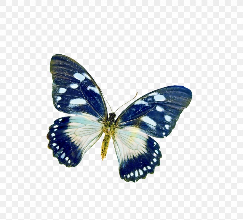 Butterfly Poetry Insect, PNG, 837x760px, Butterfly, Animal, Blue, Brush Footed Butterfly, Butterflies And Moths Download Free