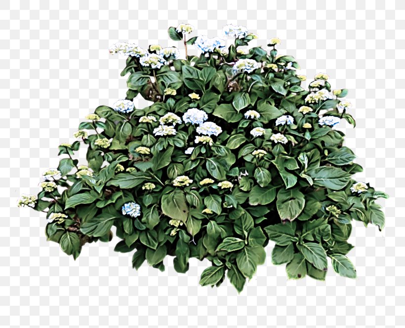 Flowering Plant Flower Plant Leaf Tree, PNG, 800x665px, Flowering Plant, Flower, Grass, Houseplant, Impatiens Download Free
