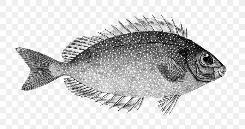 Pinspotted Spinefoot Siganus Canaliculatus Fish Vermiculated Spinefoot Orange-spotted Spinefoot, PNG, 850x450px, Pinspotted Spinefoot, Black And White, Fauna, Fish, Marine Biology Download Free