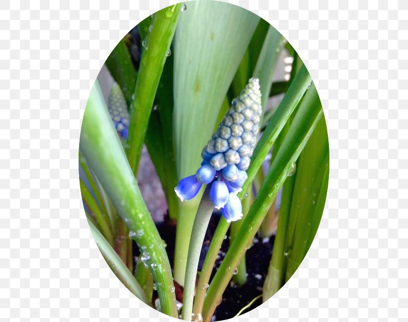 Plant Stem, PNG, 504x648px, Plant Stem, Flower, Grass, Hyacinth, Plant Download Free