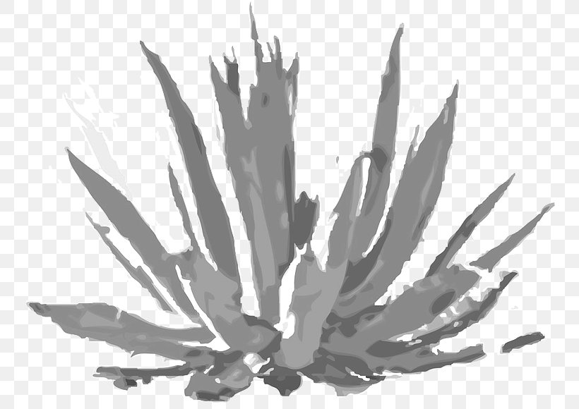 Agave Tequilana Los Altos De Jalisco Ayate LICORAMA, PNG, 805x580px, Agave Tequilana, Agave, Agave Azul, Ayate, Black And White Download Free