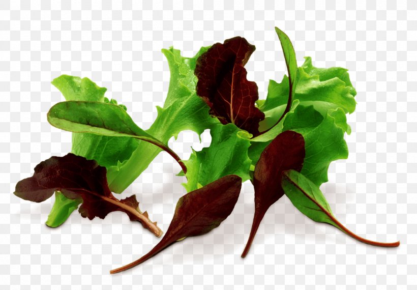 Chard Leaf, PNG, 1000x696px, Chard, Leaf, Leaf Vegetable, Plant, Vegetable Download Free