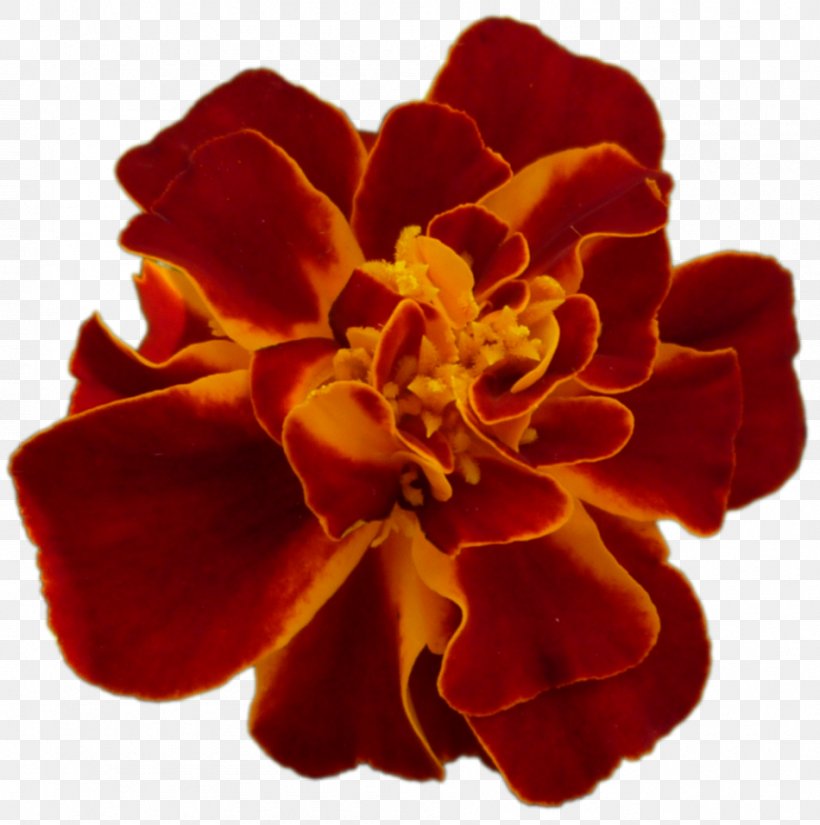 Cut Flowers Family M Invest D.o.o. P!nk RED.M, PNG, 950x956px, Cut Flowers, Daylily, Family M Invest Doo, Flower, Flowering Plant Download Free
