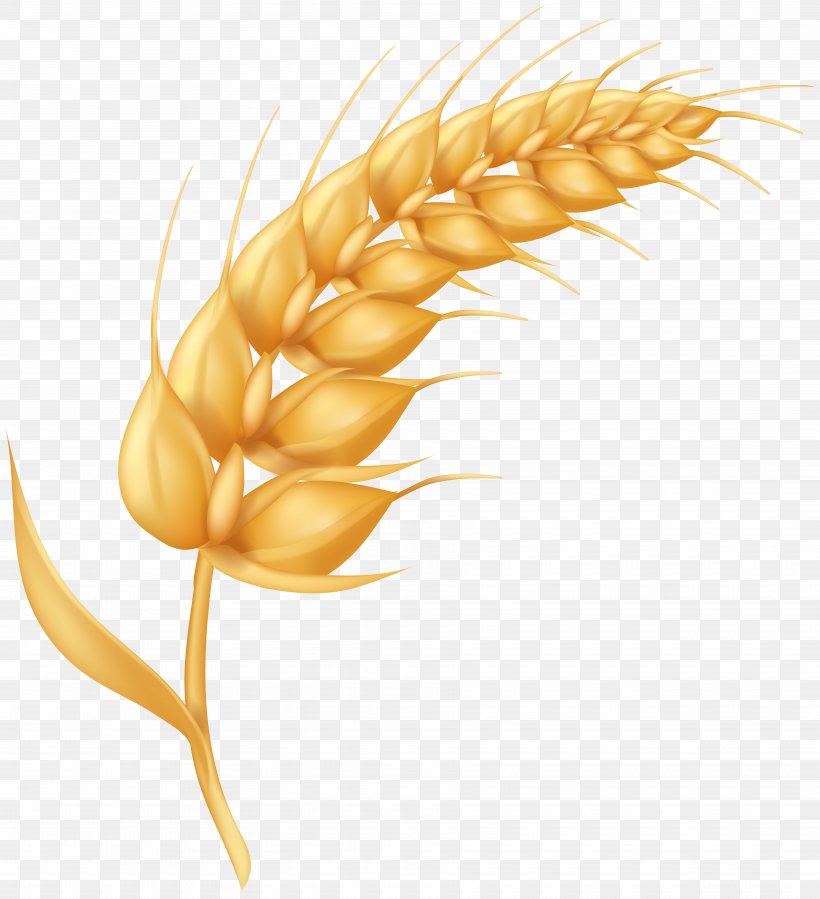Emmer Cereal Ear Grain, PNG, 7290x8000px, Emmer, Barley, Cereal, Cereal Germ, Corn Download Free