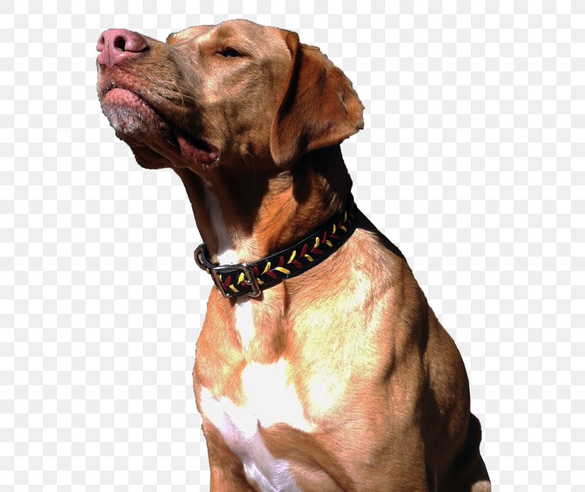 Vizsla Rhodesian Ridgeback Tosa Dog Breed Rottweiler, PNG, 590x690px, Vizsla, Baseball, Breed, Carnivoran, Collar Download Free