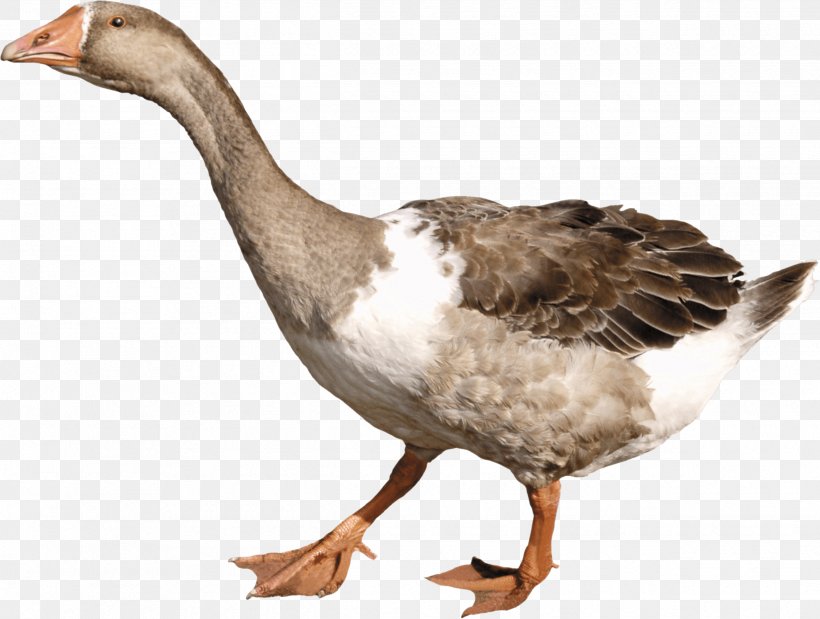 Duck Goose, PNG, 2490x1880px, American Pekin, Beak, Bird, Duck, Ducks Geese And Swans Download Free