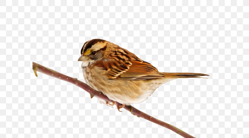 House Sparrow Bird Clip Art, PNG, 605x454px, House Sparrow, American Sparrows, Beak, Bird, Emberizidae Download Free