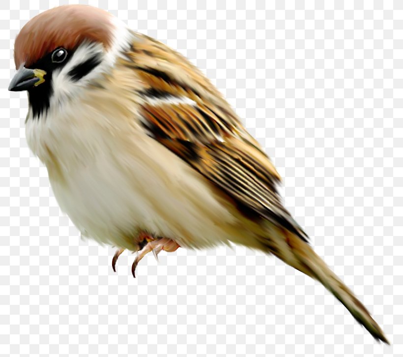 House Sparrow Bird, PNG, 800x726px, House Sparrow, Beak, Bird, Digital Image, Drawing Download Free