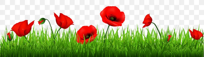 Remembrance Poppy Armistice Day Clip Art, PNG, 9000x2519px, Poppy, Anzac Day, Armistice Day, Bud, Common Poppy Download Free
