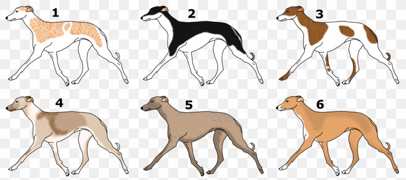 Spanish Greyhound Italian Greyhound Sloughi Whippet, PNG, 1341x596px, Spanish Greyhound, Animal, Animal Figure, Animal Sports, Antelope Download Free