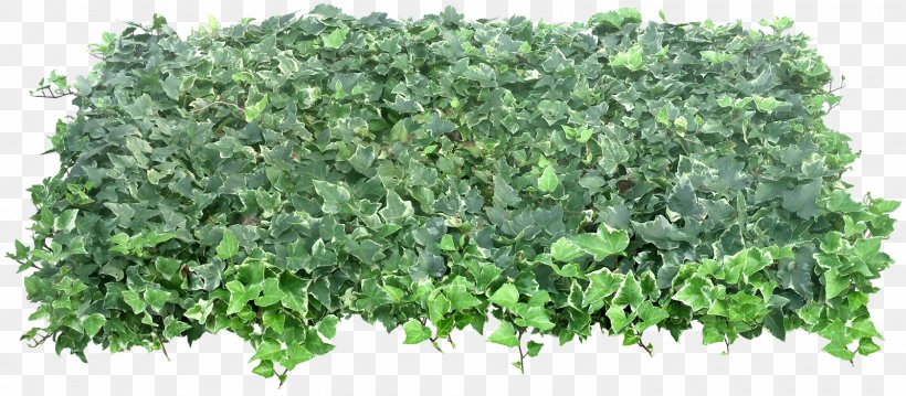 Green, PNG, 1600x702px, Green, Computer Software, Grass, Herb, Ivy Download Free