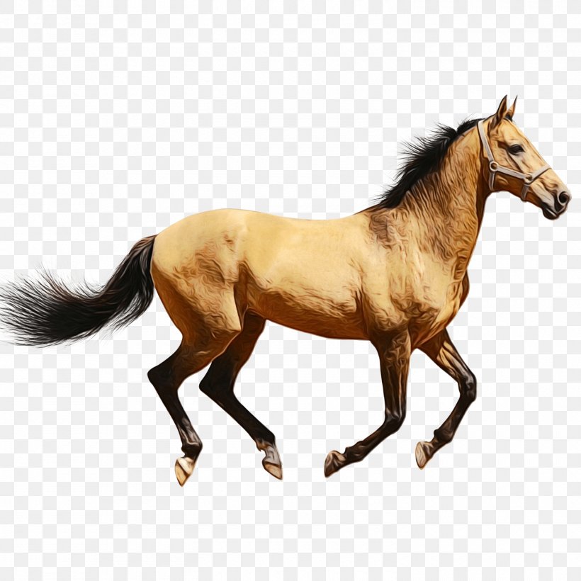 Horse Cartoon, PNG, 1500x1500px, Mustang, Animal Figure, Appaloosa, Arabian Horse, Black Download Free