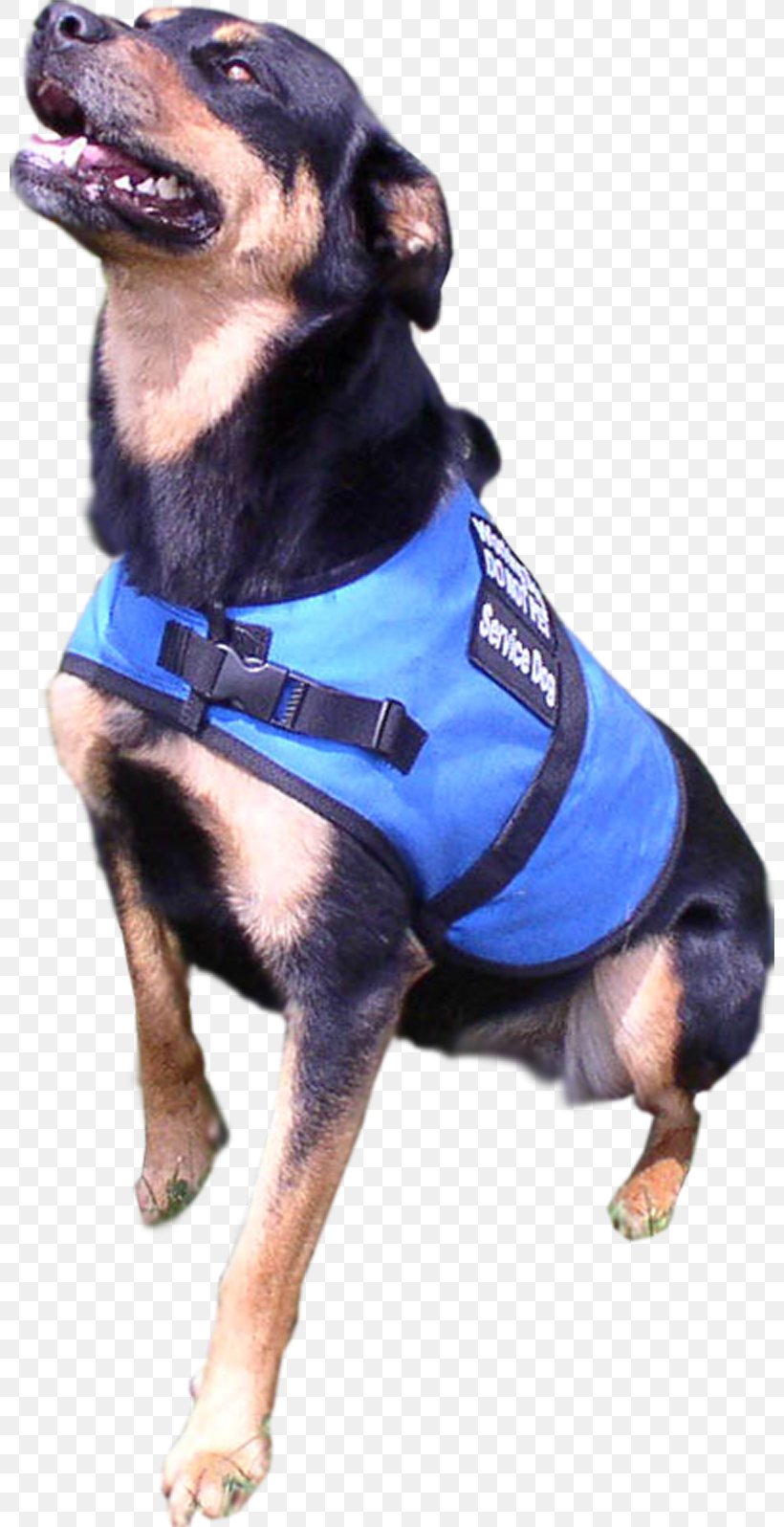Miniature Pinscher Puppy Companion Dog Dog Breed, PNG, 800x1596px, Miniature Pinscher, Breed, Clothing, Collar, Companion Dog Download Free
