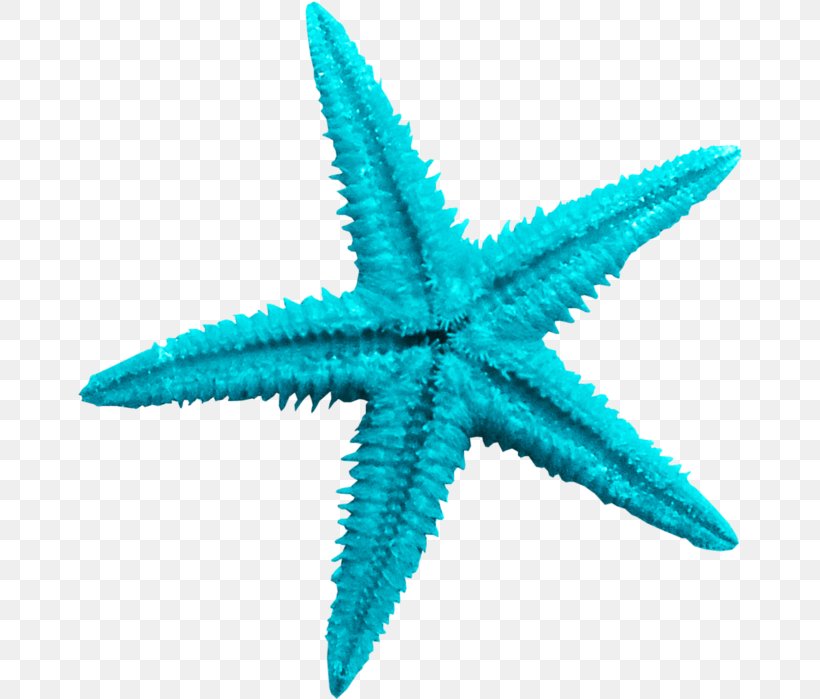 Starfish Sea, PNG, 665x699px, Starfish, Beach, Blue, Chemical Element, Echinoderm Download Free