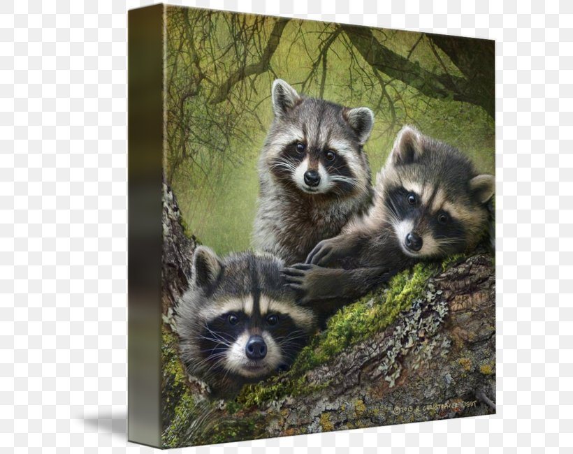 Baby Raccoon Raccoon Dog Raccoon City, PNG, 615x650px, Raccoon, Animal, Art, Baby Raccoon, Carnivoran Download Free