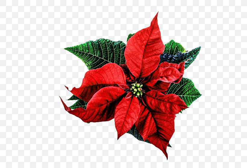 Christmas Day, PNG, 525x560px, Poinsettia, Blog, Christmas Card, Christmas Day, Christmas Decoration Download Free