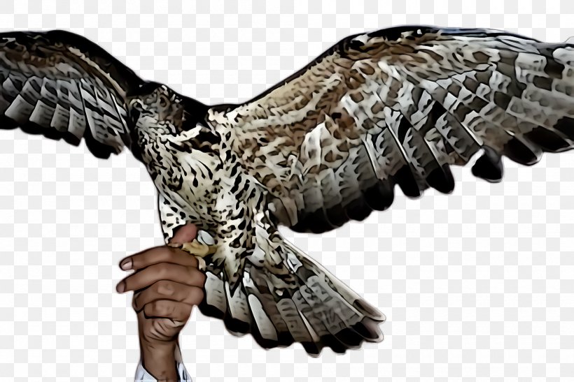 Bird Buzzard Wing Bird Of Prey Beak, PNG, 2000x1336px, Bird, Beak, Bird Of Prey, Buzzard, Falcon Download Free