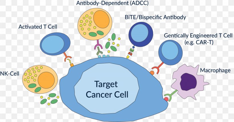 Cancer Immunotherapy Antibody-dependent Cell-mediated Cytotoxicity, PNG, 1024x537px, Cancer Immunotherapy, Acute Lymphoblastic Leukemia, Allergen Immunotherapy, Area, Brand Download Free