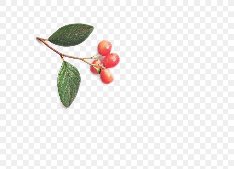 Cherry Auglis Leaf, PNG, 591x591px, Cherry, Auglis, Flower, Fruit, Leaf Download Free
