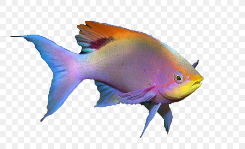 Fish Quiz Tropical Fish Aquarium Lionhead, PNG, 800x500px, Fish, Animal, Aquarium, Comet, Coral Reef Fish Download Free