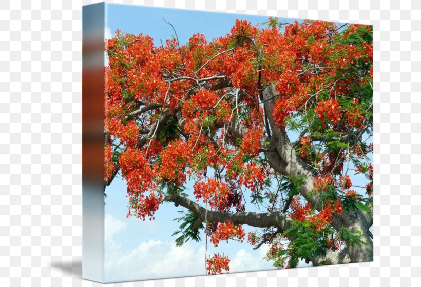 Imagekind Art Royal Poinciana Poster Maple, PNG, 650x560px, Imagekind, Arecaceae, Art, Autumn, Blossom Download Free