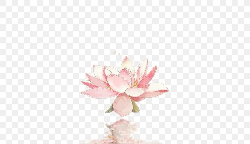 Nelumbo Nucifera Watercolor Painting, PNG, 548x472px, Nelumbo Nucifera, Art, Blossom, Flower, Flowering Plant Download Free