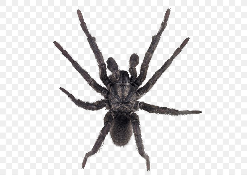 Spider-Man Tarantula Insect, PNG, 526x581px, Australian Museum, Arachnid, Araneus, Arthropod, Australia Download Free
