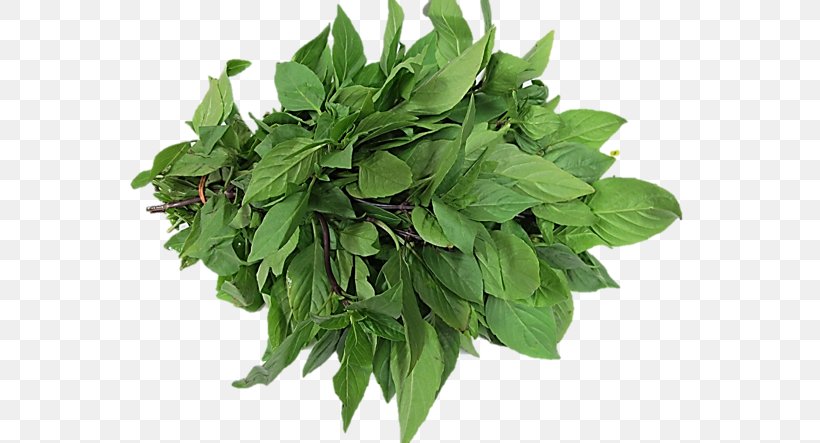 Thai Basil Lemon Basil Leaf Vegetable Herb, PNG, 591x443px, Basil, Betacarotene, Carotene, Coriander, Garden Cress Download Free