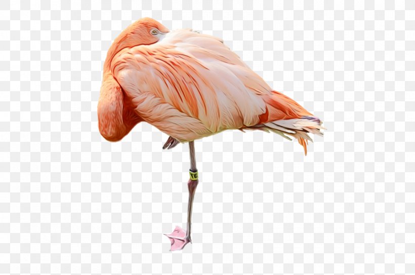 Beak Feather, PNG, 1600x1060px, Beak, Bird, Feather, Flamingo, Greater Flamingo Download Free