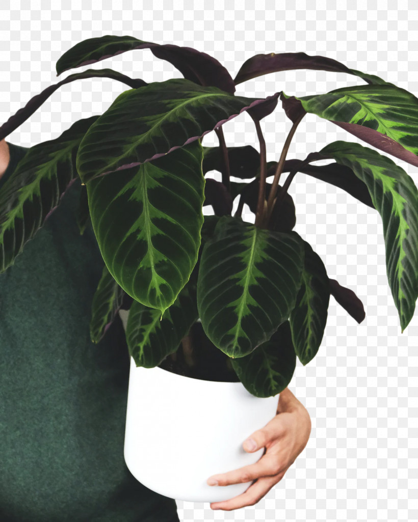 Leaf Houseplant Flowerpot M-tree Tree, PNG, 1200x1500px, Leaf, Biology, Flowerpot, Houseplant, Mtree Download Free