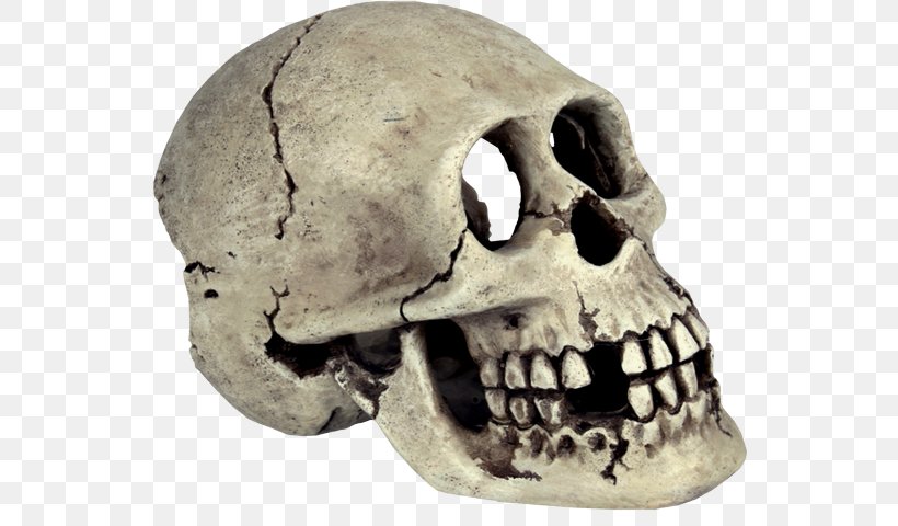 Skull Human Skeleton Bone Png 545x480px Skull Animal Skulls