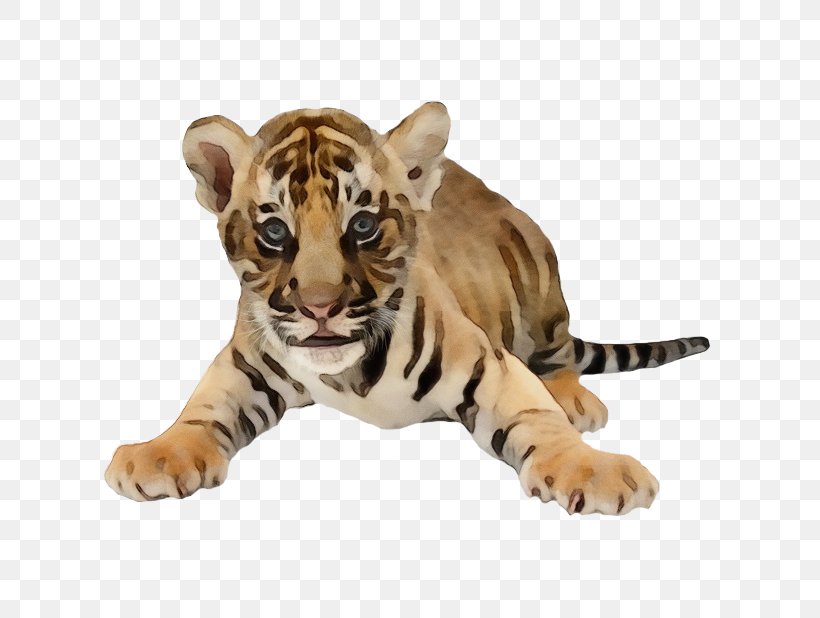 Tiger Bengal Tiger Wildlife Siberian Tiger, PNG, 618x618px, Watercolor, Bengal Tiger, Paint, Siberian Tiger, Tiger Download Free