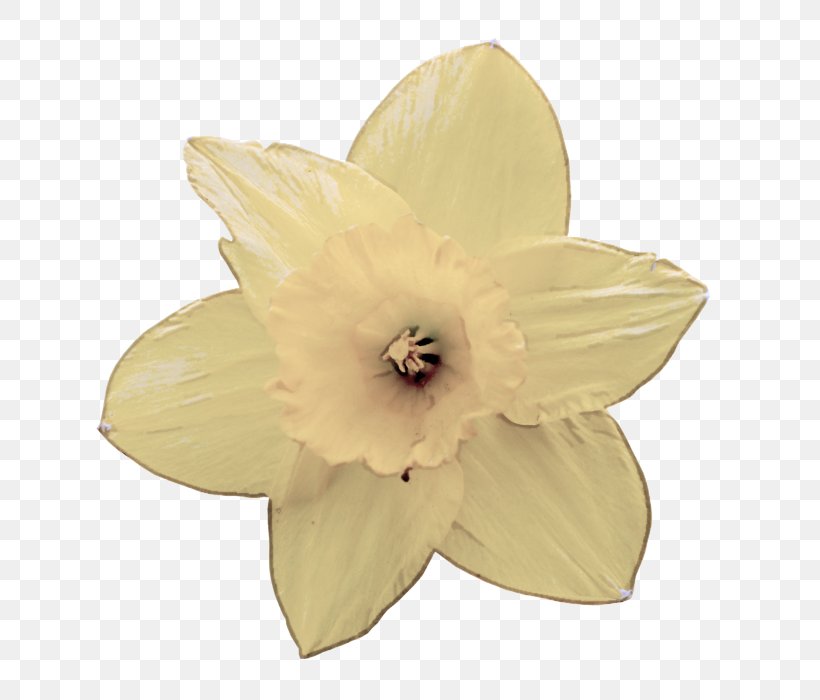 White Petal Yellow Flower Plant, PNG, 644x700px, White, Amaryllis Family, Flower, Flowering Plant, Narcissus Download Free