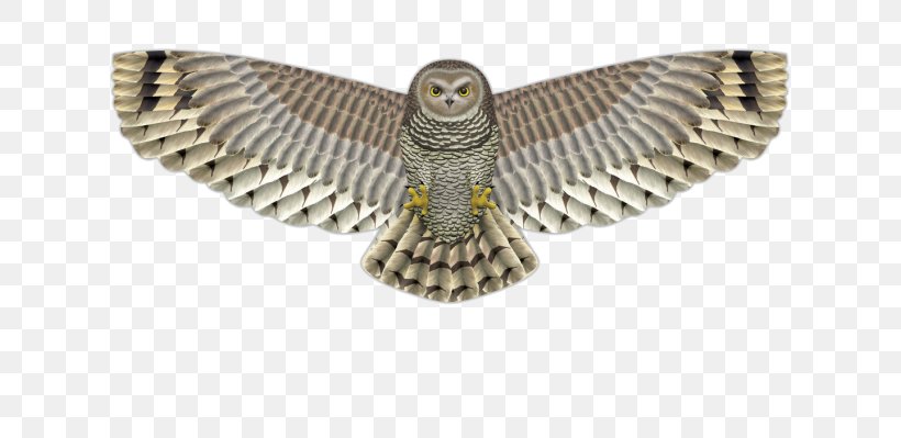 Birdwatching Owl Kite Bird Of Prey, PNG, 728x399px, Bird, Accipitridae, Beak, Bird Of Prey, Birdwatching Download Free