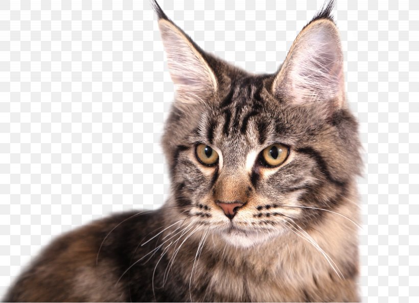 Cat Small To Medium-sized Cats Whiskers Maine Coon European Shorthair, PNG, 1230x890px, Cat, European Shorthair, Maine Coon, Small To Mediumsized Cats, Whiskers Download Free