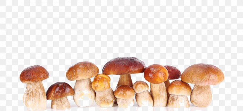 Edible Mushroom, PNG, 1300x599px, Edible Mushroom, Ingredient, Mushroom Download Free
