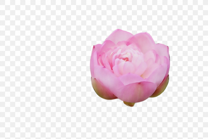 Garden Roses, PNG, 1280x853px, Watercolor, Cabbage Rose, Camellia, Closeup, Garden Download Free