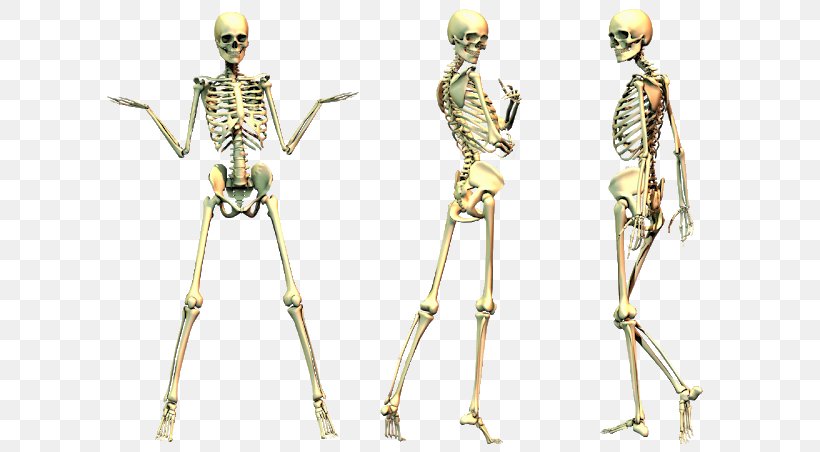 Human Skeleton Bone, PNG, 640x452px, Human Skeleton, Anatomy, Arm, Bone, Bone Health Download Free