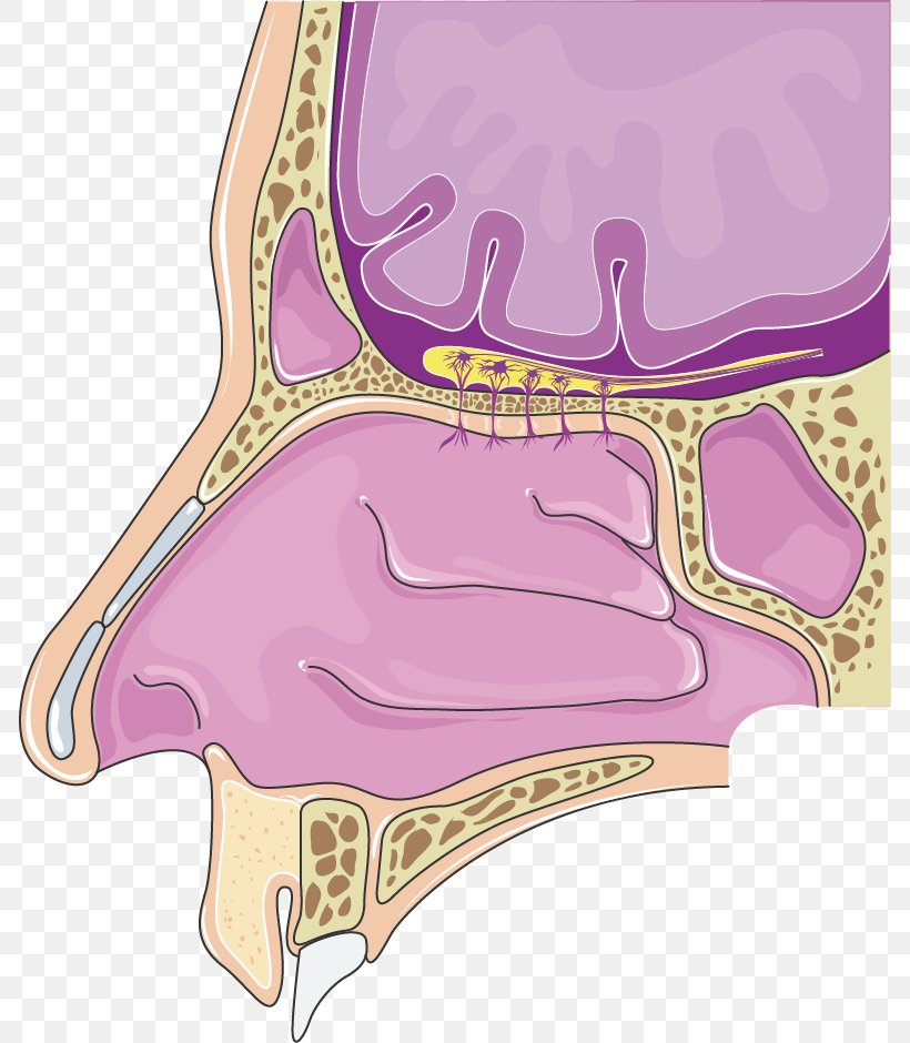 Nasal Cavity Olfactory Bulb Nose Otorhinolaryngology Olfaction, PNG, 786x940px, Watercolor, Cartoon, Flower, Frame, Heart Download Free