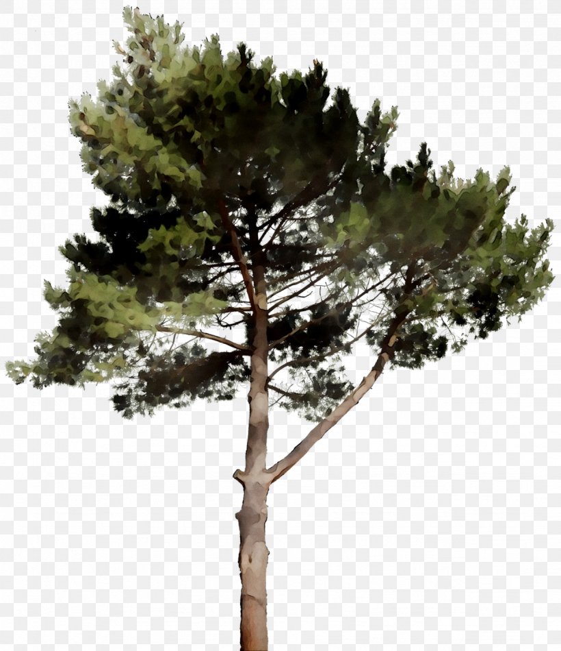 Pine Larch Houseplant Branching, PNG, 1231x1427px, Pine, American Larch, American Pitch Pine, Branch, Branching Download Free
