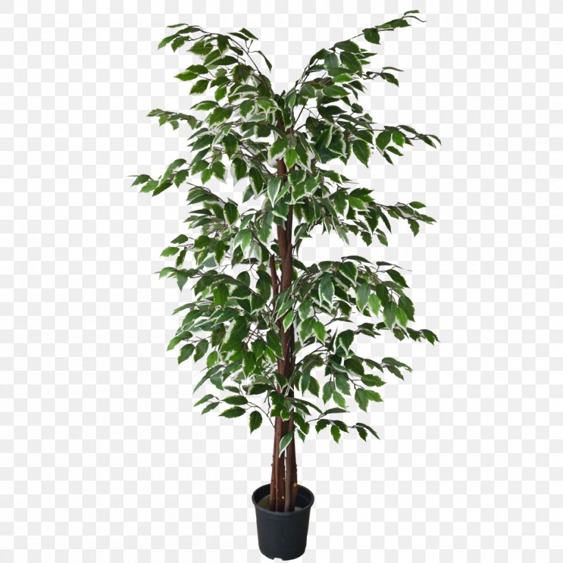 Branch Tree White Leaf Weeping Fig, PNG, 1000x1000px, Branch, Box, Buxus Sempervirens, Evergreen, Fig Trees Download Free