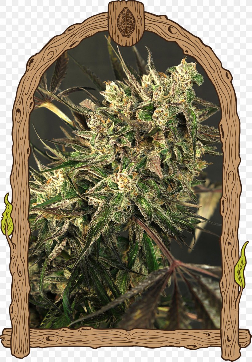Color Strain Seed Cannabis Sativa, PNG, 940x1350px, Color, Autoflowering Cannabis, Cannabis, Cannabis Sativa, Genetics Download Free