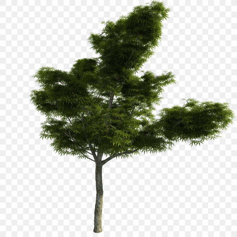 Larch Tree Pine, PNG, 1024x1024px, Larch, Adobe Flash Player, Biome, Branch, Conifer Download Free