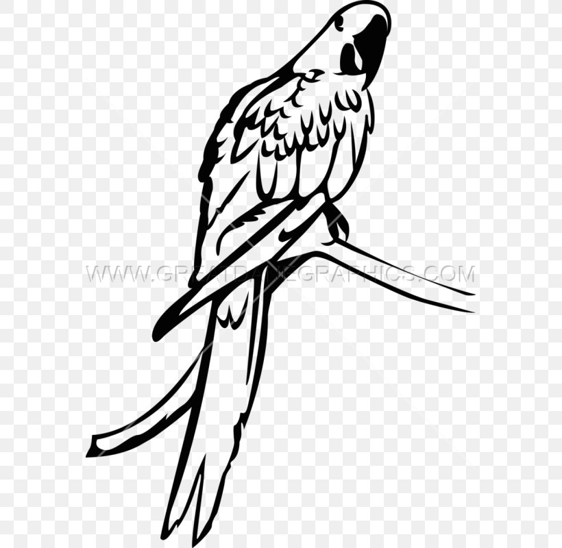Macaw Parakeet Parrot Clip Art Bird, PNG, 569x800px, Macaw, Art, Artwork, Beak, Bird Download Free
