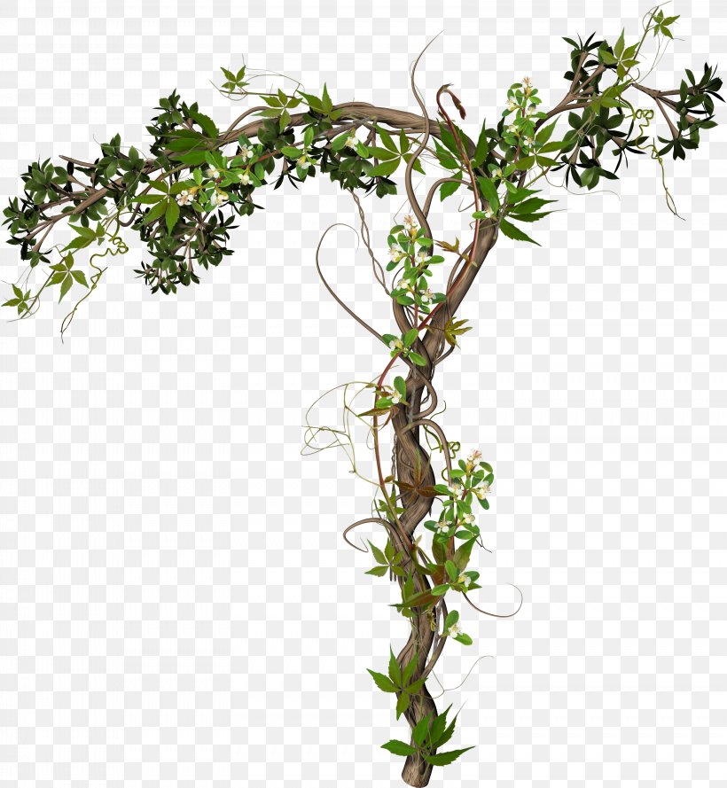 Vine Photography Clip Art, PNG, 3157x3426px, Vine, Branch, Cucumber, Drawing, Flora Download Free