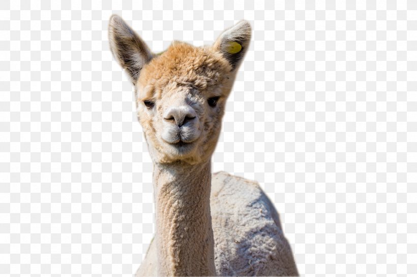 Alpaca Llama Nong Bua Lamphu Province Udon Thani Province Terrestrial Animal, PNG, 1500x1000px, Alpaca, Animal, Camel Like Mammal, Cowboy, Fur Download Free