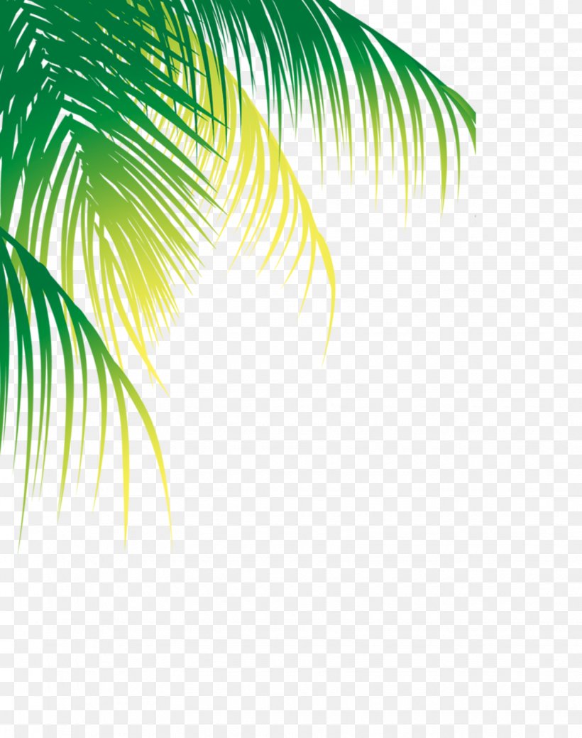 Coconut Water Palm Trees Image, PNG, 1635x2072px, Coconut, Arecales, Asian Palmyra Palm, Attalea Speciosa, Borassus Download Free