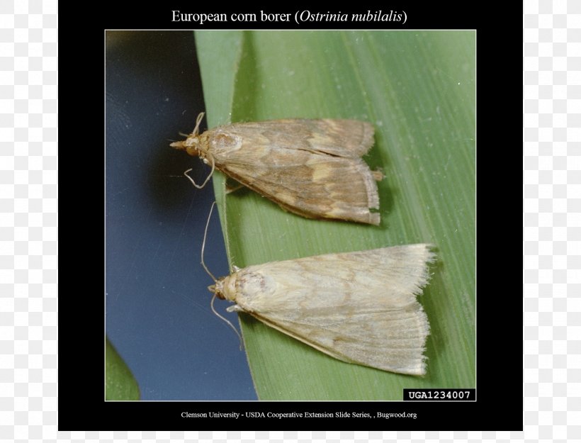 European Corn Borer European Union Genetically Modified Maize Field Corn, PNG, 1500x1144px, European Corn Borer, Agriculture, Arthropod, Bacillus Thuringiensis, Bombycidae Download Free