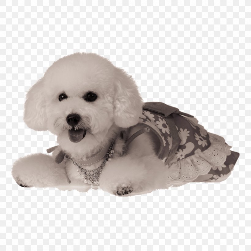 Formosan Mountain Dog Puppy Cat Pet, PNG, 850x850px, Formosan Mountain Dog, Animal, Bichon, Bichon Frise, Black And White Download Free